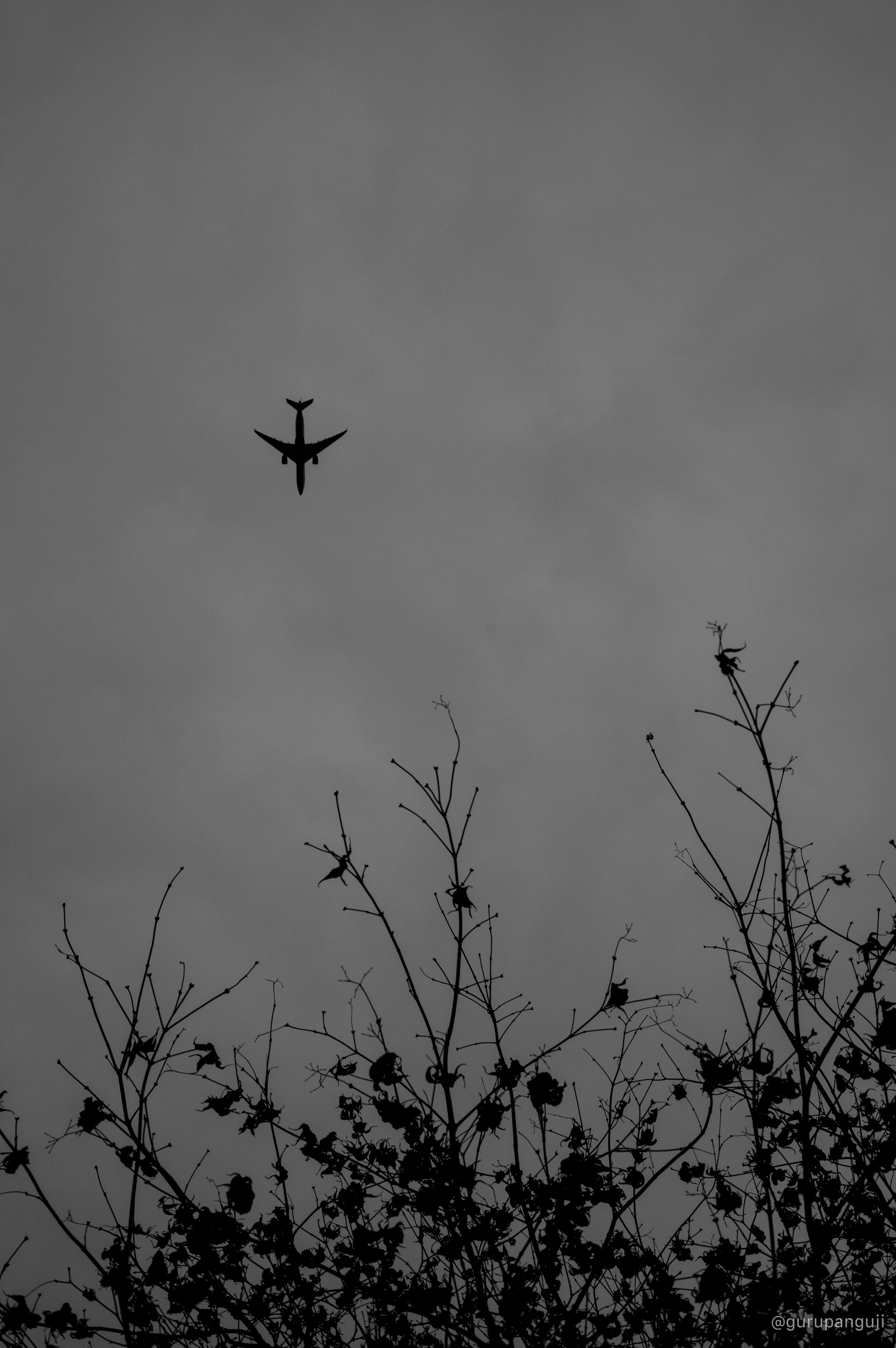 Airplane crossing above bare branches in monochrome